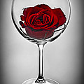Wine glass with rose Photograph by Elena Elisseeva Wine glass with rose Photograph by Elena Elisseeva