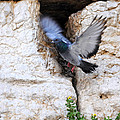 Wings Of Peace Painting by Constance Woods Wings Of Peace Painting by Constance Woods