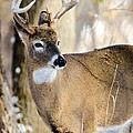 Winter Buck Photograph by Wild Fotos Winter Buck Photograph by Wild Fotos