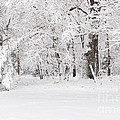 Winter Canvas Photograph by Gwen Gibson Winter Canvas Photograph by Gwen Gibson