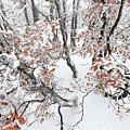 Winter European Beech Forest In Vosges Photograph by Heike Odermatt Winter European Beech Forest In Vosges Photograph by Heike Odermatt