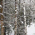 Winter forest landscape panorama Photograph by Elena Elisseeva Winter forest landscape panorama Photograph by Elena Elisseeva