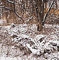 Winter forest panorama Photograph by Elena Elisseeva Winter forest panorama Photograph by Elena Elisseeva
