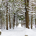 Winter Morning Photograph by Gwen Gibson Winter Morning Photograph by Gwen Gibson