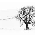 Winter Oak Tree Photograph by Tim Gainey
