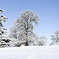 Winter Tree Line Photograph by Tim Gainey