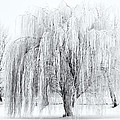 Winter Willow by Mike Dawson Winter Willow by Mike Dawson