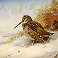 Winter Woodcock by Mountain Dreams Winter Woodcock by Mountain Dreams