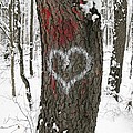 Winter Woods Romance by Ann Horn Winter Woods Romance by Ann Horn