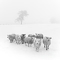 Winter Woollies Photograph by Janet Burdon Winter Woollies Photograph by Janet Burdon