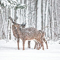 Winters Love by Karol Livote Winters Love by Karol Livote