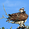 With The Wind In His Feathers Photograph by Kathy Baccari With The Wind In His Feathers Photograph by Kathy Baccari