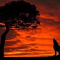 Wolf Calling For Mate Sunset Silhouette Series Photograph by David Dehner Wolf Calling For Mate Sunset Silhouette Series Photograph by David Dehner