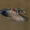Wood Duck-male In-flight Photograph by Salman A