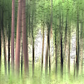 Woodland Trees In Summer Photograph by Ikon Ikon Images Woodland Trees In Summer Photograph by Ikon Ikon Images