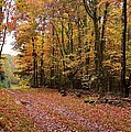 Woods walk by Lisa Kane Woods walk by Lisa Kane