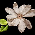Wounded White Magnolia Photograph by Weston Westmoreland Wounded White Magnolia Photograph by Weston Westmoreland