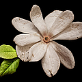 Wounded White Magnolia Wide Version Photograph by Weston Westmoreland Wounded White Magnolia Wide Version Photograph by Weston Westmoreland