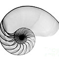 X-ray Of Nautilus Photograph by Bert Myers X-ray Of Nautilus Photograph by Bert Myers