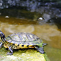 Yellow Bellied Slider Turtle by Rod Johnson