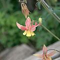 Yellow Columbine 2 by Frank Madia Yellow Columbine 2 by Frank Madia