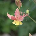 Yellow Columbine by Frank Madia Yellow Columbine by Frank Madia