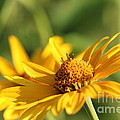 Yellow Flower Photograph by Amanda Mohler Yellow Flower Photograph by Amanda Mohler