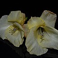 Yellow Gladiolus by Paulina Roybal Yellow Gladiolus by Paulina Roybal