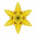 Yellow Lily I Flower Mandala White by David J Bookbinder