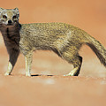 Yellow Mongoose In Kalahari Desert by Heike Odermatt Yellow Mongoose In Kalahari Desert by Heike Odermatt