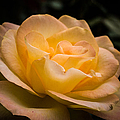 Yellow ray of sunshine Photograph by Jeff Folger Yellow ray of sunshine Photograph by Jeff Folger