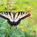 Yellow Swallowtail in the Morning Sunrise Photograph by Jackie Farnsworth Yellow Swallowtail in the Morning Sunrise Photograph by Jackie Farnsworth