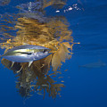 Yellowfin Tuna And Kelp Nine-mile Bank Photograph by Richard Herrmann Yellowfin Tuna And Kelp Nine-mile Bank Photograph by Richard Herrmann