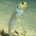 Yellowhead Jawfish Photograph by Andrew J. Martinez Yellowhead Jawfish Photograph by Andrew J. Martinez