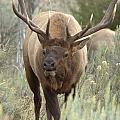 You Looking At Me by Frank Madia You Looking At Me by Frank Madia