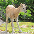 Young Goat Photograph by Amanda Mohler Young Goat Photograph by Amanda Mohler