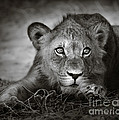 Young lion portrait Photograph by Johan Swanepoel Young lion portrait Photograph by Johan Swanepoel