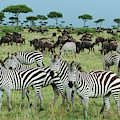 Zebras And Wildebeest Grazing Photograph by Yva Momatiuk and John Eastcott Zebras And Wildebeest Grazing Photograph by Yva Momatiuk and John Eastcott