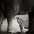 Zebra Barking by Johan Swanepoel Zebra Barking by Johan Swanepoel