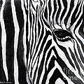 Zebra Eye Painting by Hailey E Herrera Zebra Eye Painting by Hailey E Herrera
