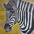 Zebra Portrait by Kathy Marrs Chandler Zebra Portrait by Kathy Marrs Chandler