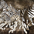 Zebras by Betsy Knapp Zebras by Betsy Knapp
