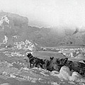 Ziegler Polar Expedition Photograph by Granger