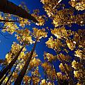 Aspens At Middlefork Photograph by Ron Weathers Aspens At Middlefork Photograph by Ron Weathers