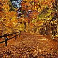 Golden Path Photograph by Ron Weathers Golden Path Photograph by Ron Weathers