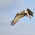 Osprey Lunch To Go I Photograph by Christine Stonebridge Osprey Lunch To Go I Photograph by Christine Stonebridge