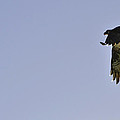 Osprey Lunch To Go III by Christine Stonebridge Osprey Lunch To Go III by Christine Stonebridge
