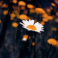 A Daisy Alone by Seth Weaver A Daisy Alone by Seth Weaver
