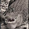 American Alligator by Rudy Umans American Alligator by Rudy Umans
