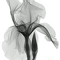 An X-ray Of An Iris Flower Photograph by Ted Kinsman An X-ray Of An Iris Flower Photograph by Ted Kinsman